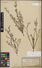 Foto von Salix repens subsp. incubacea (L.) A. Neumann